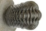 Beautiful Morocops Trilobite - Exceptional Shell Detail #225381-2